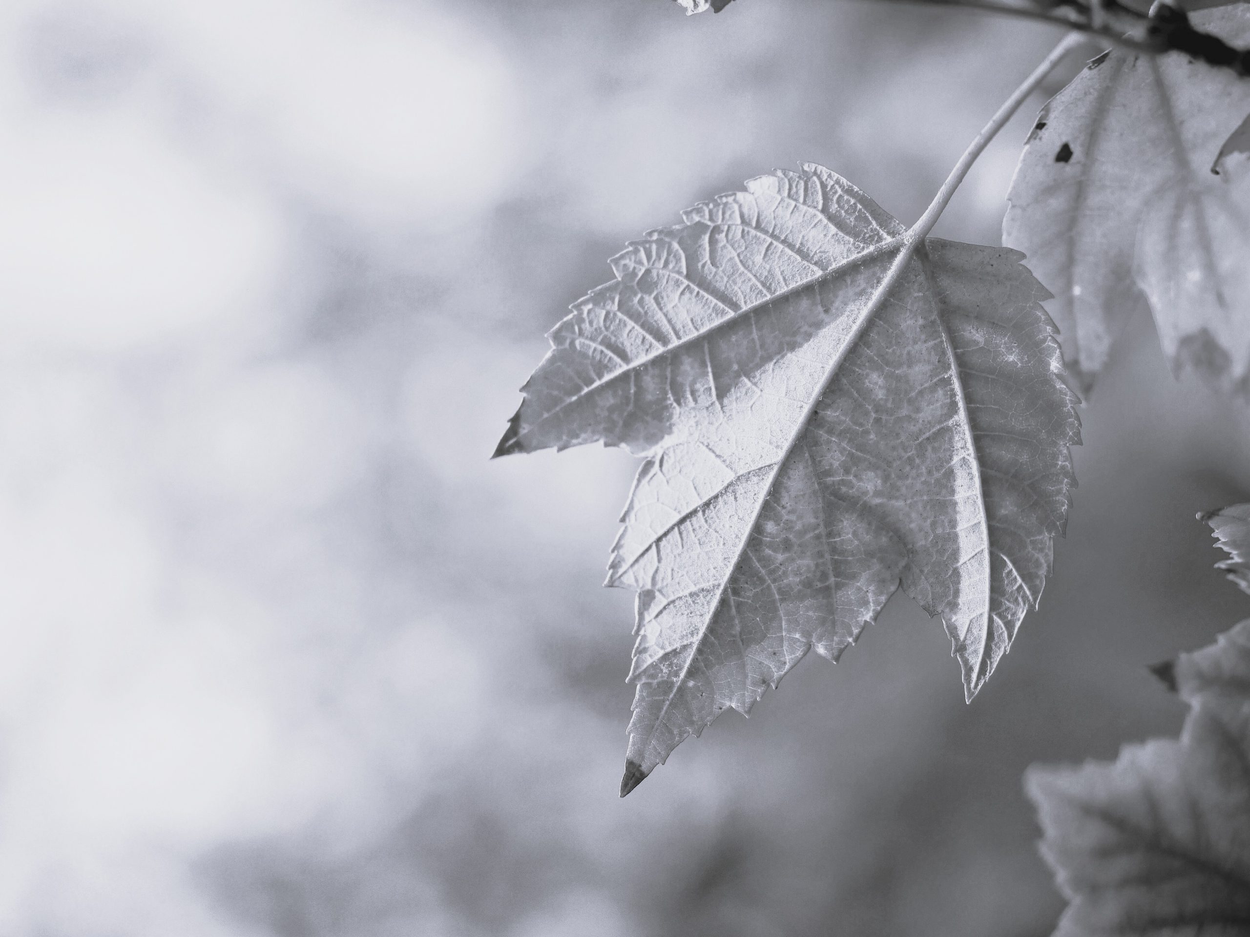 HealthHub-Kingsbridge-Blog-Why-Capacity-Drops-When-Life-Gets-Busy-Understanding-Overwhelm-Without-Self-blame-1-1-scale
